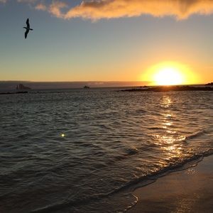 Meet your Posher, Allie